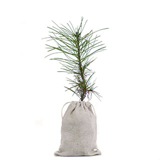 arbre de noel - pin rouge du japon en motte-pochon